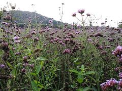 -张家港凤凰山景区恬庄古街