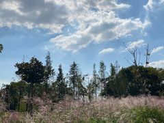 -贡湖湾湿地公园
