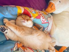 -萌兽医馆·犬猫专科·眼科中心·宠物医院(朝阳门分院)