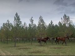 -敕勒川草原文化旅游区