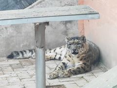 -青藏高原野生动物园