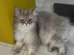 -平行世界·猫咖(首经贸店)