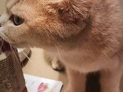 -逗柴咖啡屋·狗咖猫咖宠物桌游
