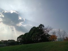 -大塘金香草谷