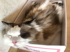 -猫腻·猫咖·撸猫馆(星光大道店)