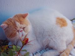 -喵屿·大理花园猫咖