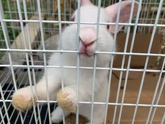 -马陆小张葡萄园农家乐