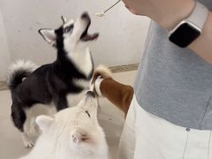 -共舞时光猫咖·狗咖(新街口店)