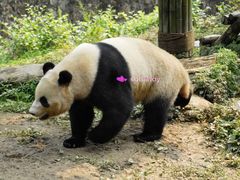 -都江堰中华大熊猫苑