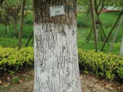 -九科绿洲