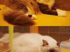 -帕帕拉兹宠物(亚洲旗舰店)