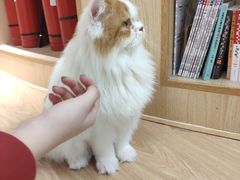 -猫和宫(六道口店)