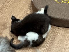 -楼上猫咖(罗湖店)