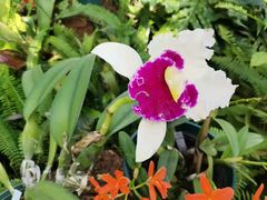 -国家植物园南园