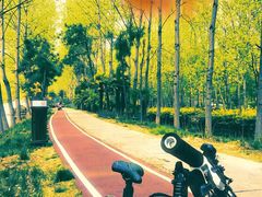 -合肥滨湖国家森林公园