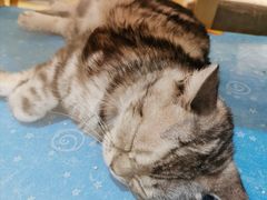 -藏猫猫咖啡主题馆(中央大道店)