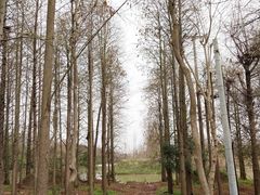 -上海海湾国家森林公园