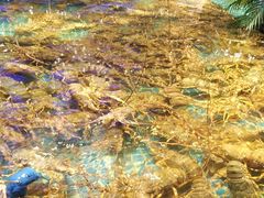 -驻海渔市(置信店)