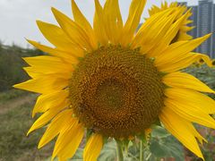 -光明小镇欢乐田园