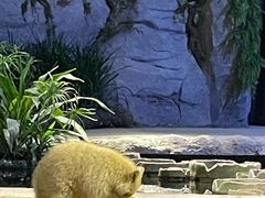 -夜间野生动物园