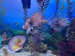 -芜湖新华联大白鲸海洋公园