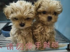 -FAELING PETS美天灵宠物(合生汇店)