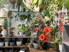 -自由生长植物工作室(深港花卉中心店)
