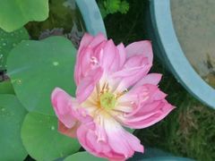 android_upload_pic-广西壮族自治区药用植物园