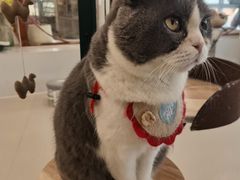 -共舞时光猫咖·狗咖(新街口店)