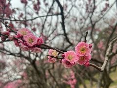 -无锡梅园公园