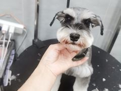 -宠福鑫康馨动物医院·骨科·眼科