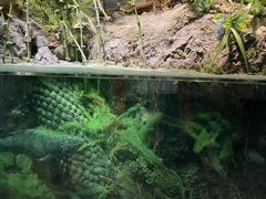 -浙江自然博物院(杭州馆)