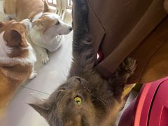 -平行世界·猫咖(首经贸店)