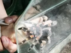 -上海大自然野生昆虫馆(东方明珠·爬宠昆虫探索中心)