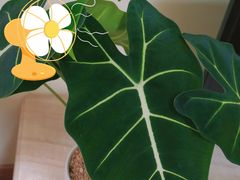 -循礼门鲜花花市(武汉循礼门店)