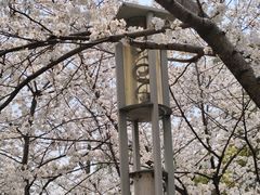 -高东镇樱花园