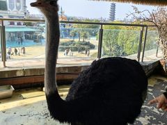 -芜湖新华联大白鲸海洋公园