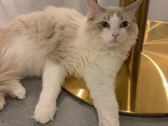 -飞行喵MR PILOT|猫舍·猫咖(静安大融城店)