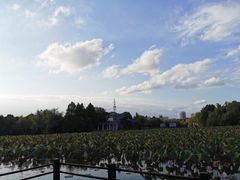 -紫薇公园