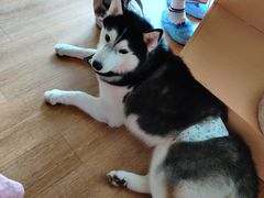 -Husky Go! 哈士奇体验馆·宠物咖啡厅狗咖