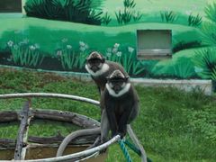 -西霞口神雕山野生动物世界