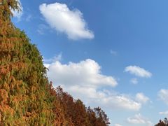 -上海海湾国家森林公园