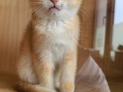 -猫的茶·猫咖
