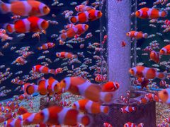 -海合安成都极地海洋公园