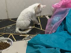 -pd派德宠物中心医院24H急重症·眼科中心·血液透析中心(嵩山北路店)