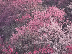 -梅花山(明孝陵内)