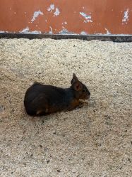 -Zoolung Zoolung动物主题公园(海信广场店)