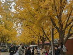 -三里屯东五街银杏大道