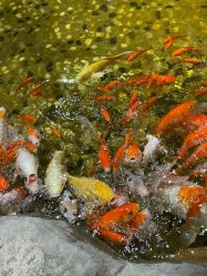 点击看大图 -宝燕乐园(闵行旗舰店)