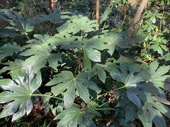 -杭州半山国家森林公园